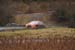 Rally GB 2007 (1051)